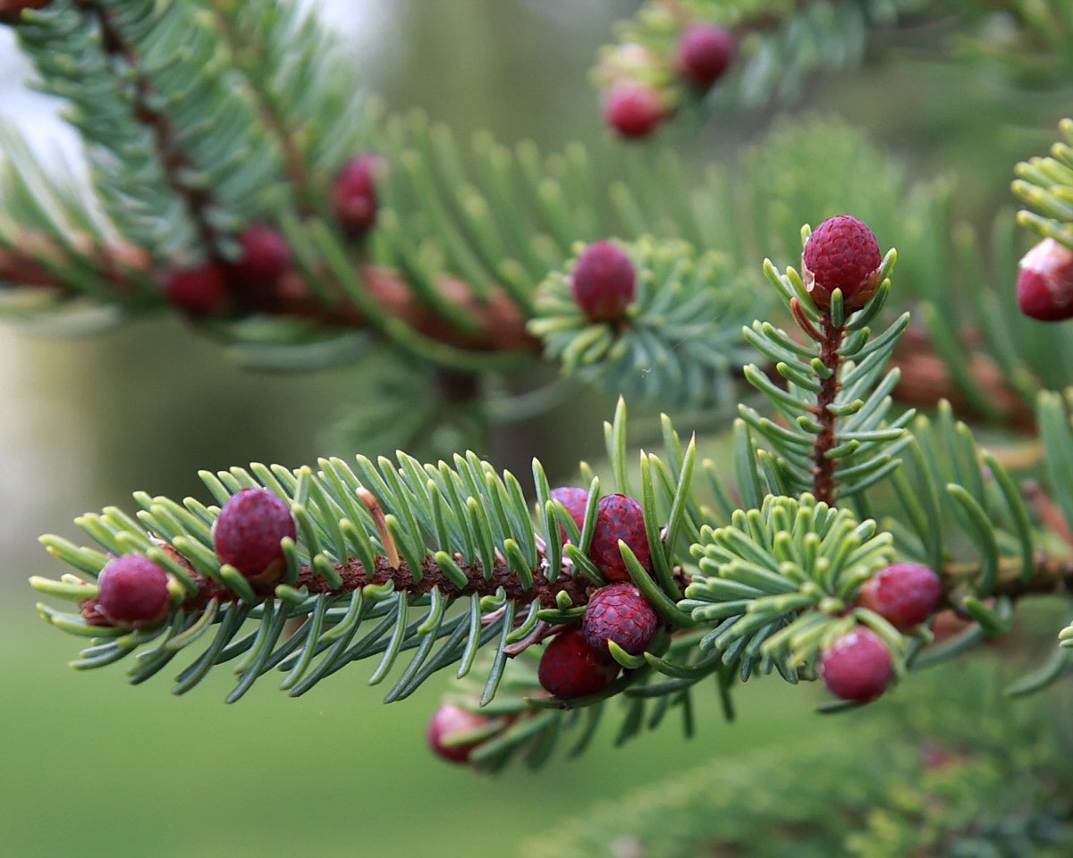 Svartgran eterisk olje - Aromateket