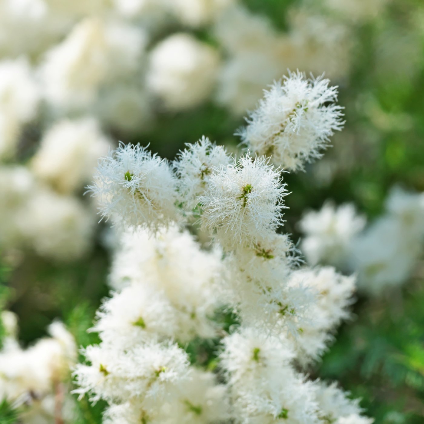 Tetre eterisk olje (økologisk) - Aromateket