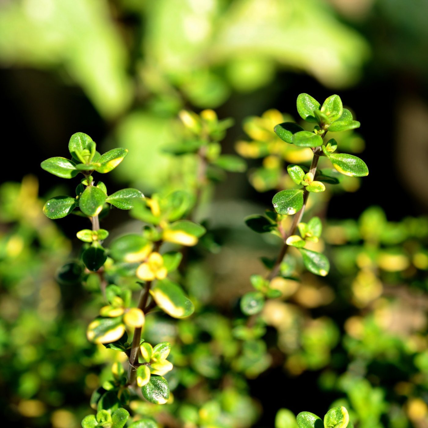 Timian (rød) eterisk olje – økologisk - Aromateket