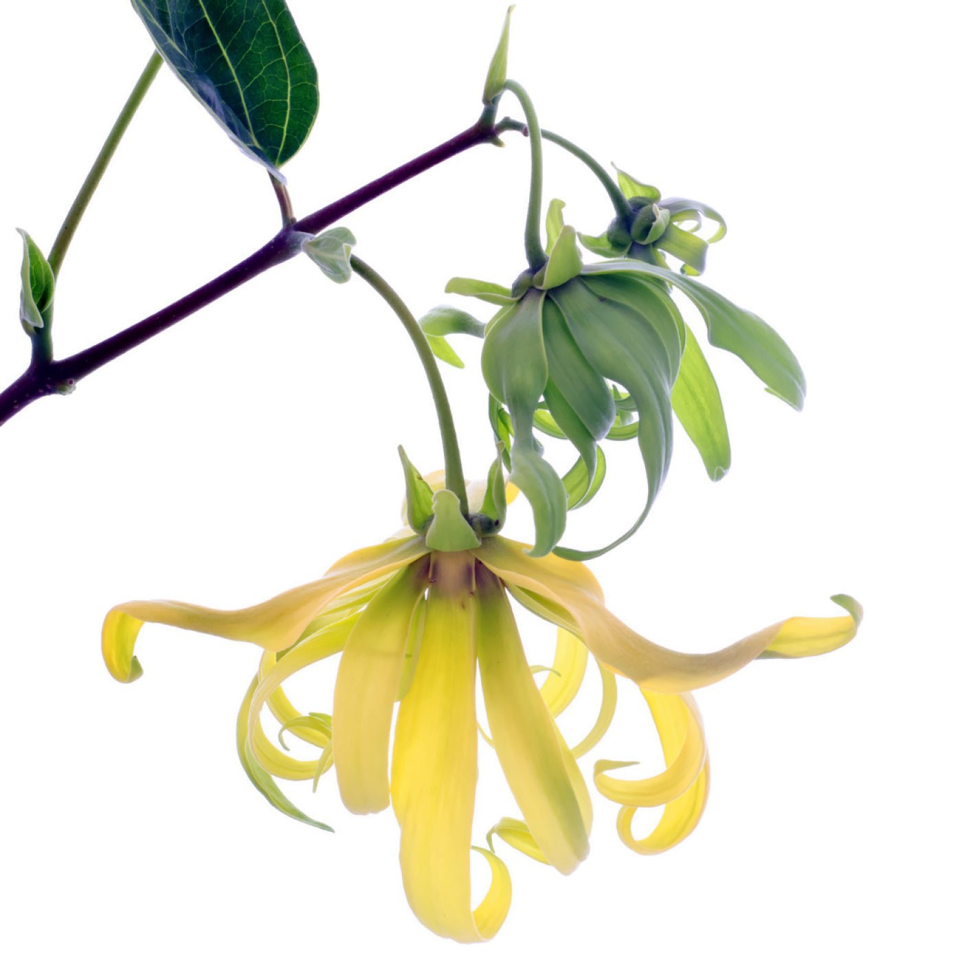 Ylang ylang «Extra» eterisk olje - Aromateket