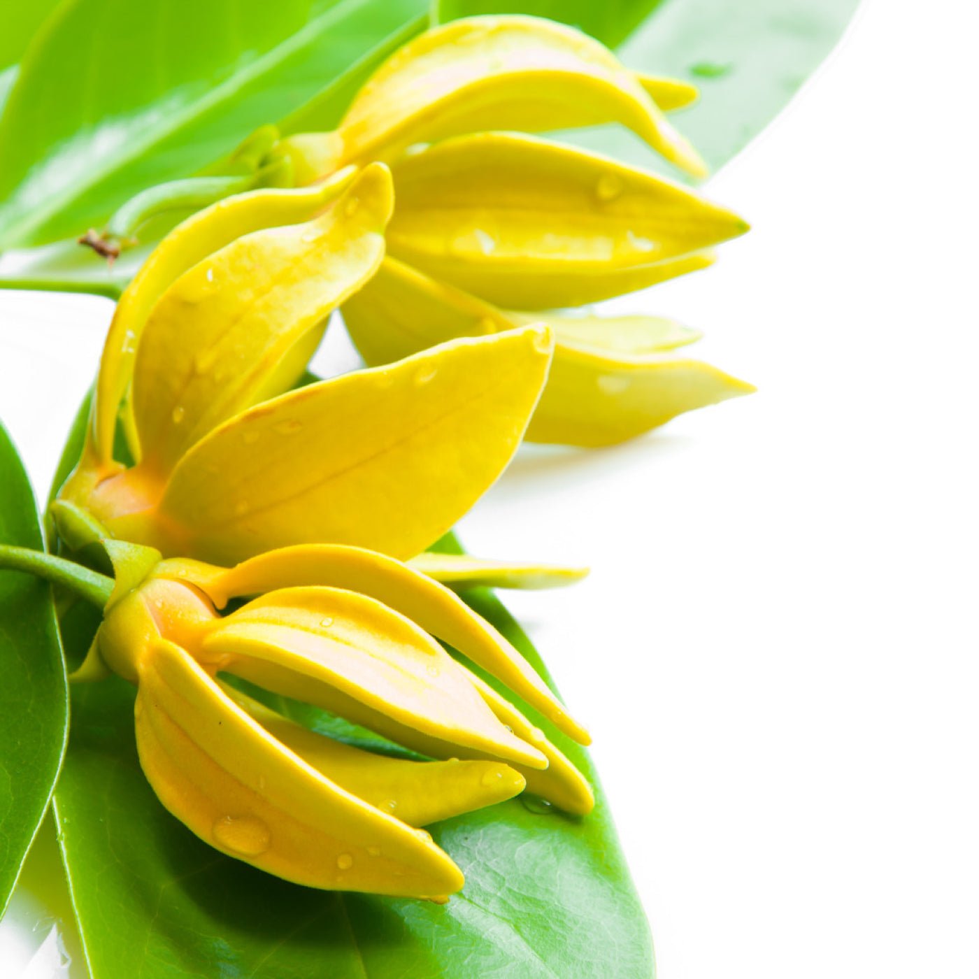 Ylang ylang «Extra» eterisk olje - Aromateket