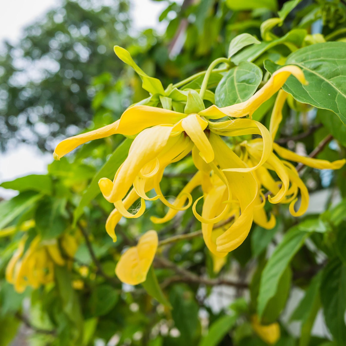 Ylang ylang «Extra» eterisk olje - Aromateket