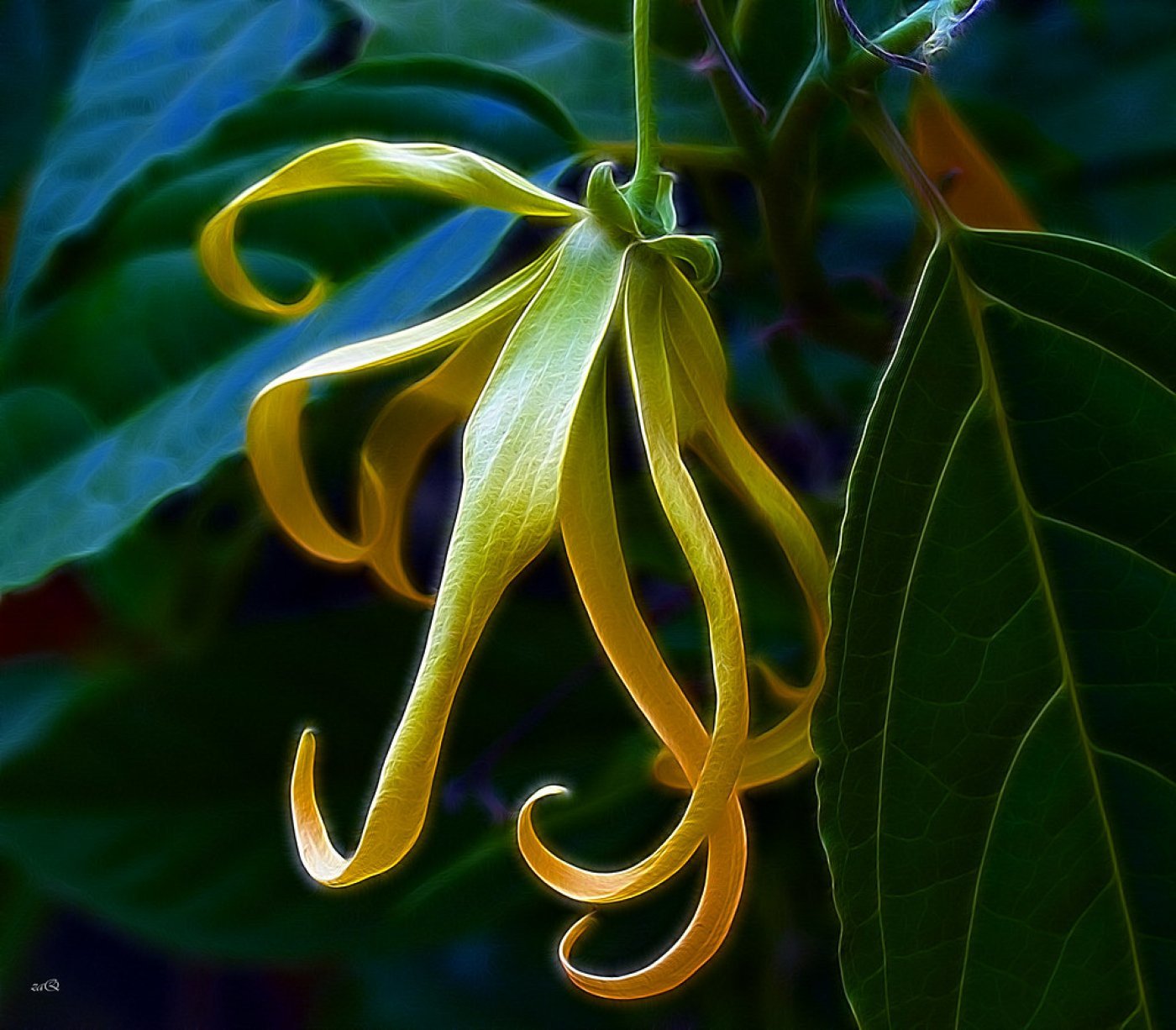 Ylang-ylang komplett eterisk olje - Aromateket